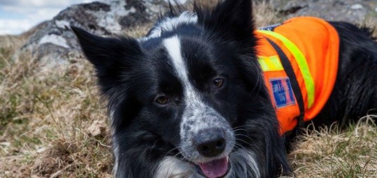 13115937_1000165920032089_2723937982946475373_o-720x340-540x255