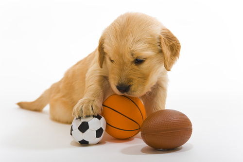 Puppy-with-sports-balls-121701822
